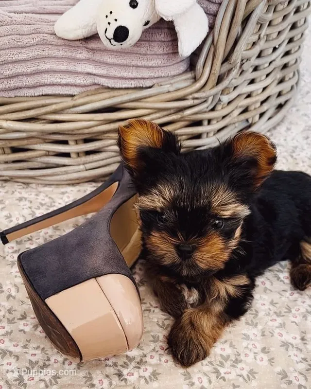 TY *teacup* – Yorkshire Terrier puppy for sale in New Braunfels, TX