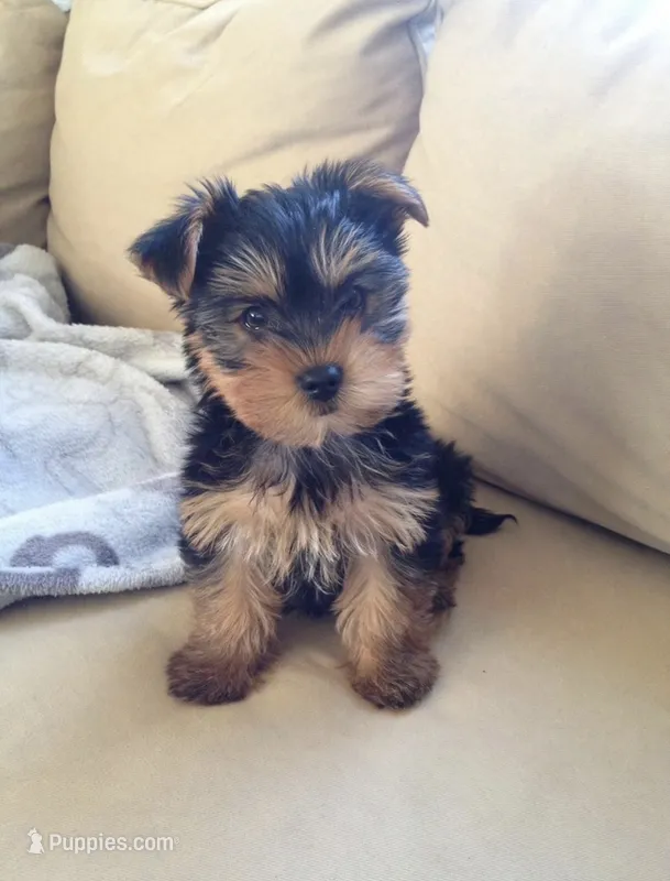 Bentley❤️830-660-4641 – Yorkshire Terrier puppy for sale in New Braunfels, TX