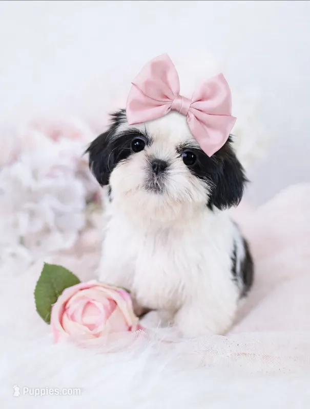 Dolly❤️830-660-4641 – Shih Tzu puppy for sale in New Braunfels, TX