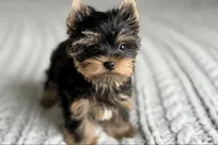 Scout💙830-660-4641, a male Yorkshire Terrier for sale in New Braunfels, TX – 9 of 9