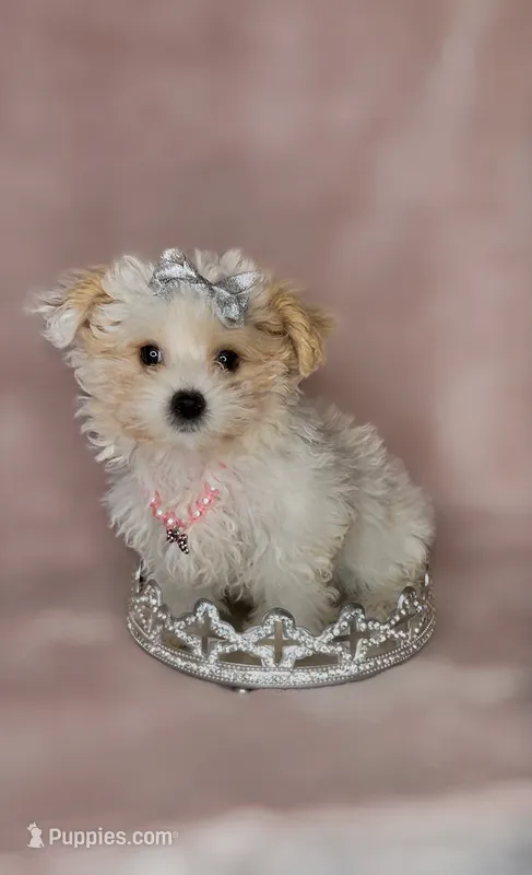 Savy *Adorable&Small🎀 – Yorkipoo puppy for sale in New Braunfels, TX