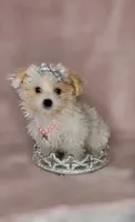 Savy *Adorable&Small🎀, a female Yorkipoo for sale in New Braunfels, TX – 1 of 3