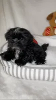 Zed, a male Shih Tzu for sale in New Braunfels, TX – 3 of 3