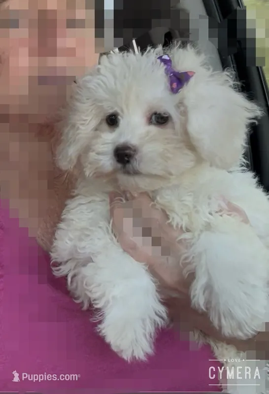Sugar  – Maltipoo puppy for sale in New Braunfels, TX
