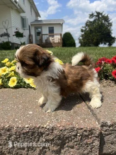 Imperial Asher  – Shih Tzu puppy for sale in New Braunfels, TX