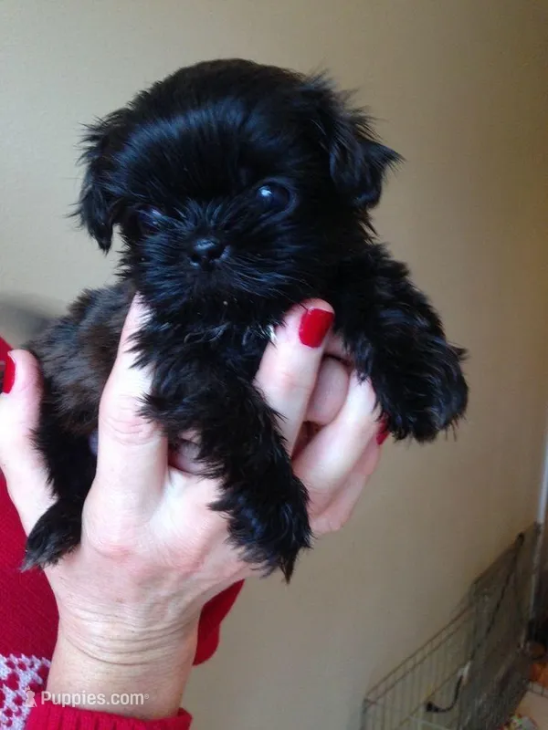 Knight  – Shih Tzu puppy for sale in New Braunfels, TX