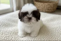Oliver, a male Shih Tzu for sale in New Braunfels, TX – 5 of 5