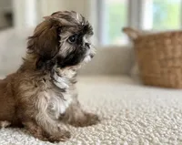 Luca💙830-660-4641, a male Shih Tzu for sale in New Braunfels, TX – 2 of 4