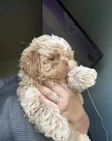 Charlie , a male Shih Tzu for sale in New Braunfels, TX – 2 of 2