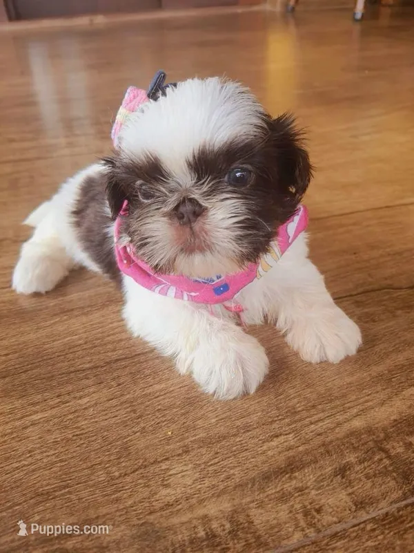 PollyPocket IMPERIAL 💕, a female Shih Tzu for sale in New Braunfels, TX – Photo 1 of 1