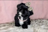 Princess👑830-660-4641, a female Shih Tzu for sale in New Braunfels, TX – 3 of 6
