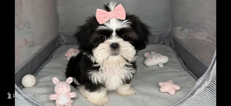 Jazzy- imperial  – Shih Tzu puppy for sale in New Braunfels, TX