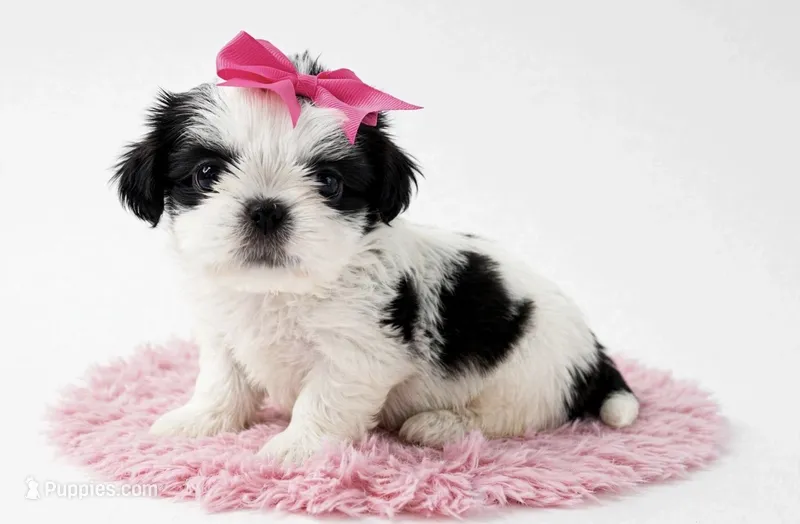 Dolly – Shih Tzu puppy for sale in New Braunfels, TX