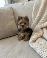 Jase❤️830-660-4641, a male Yorkshire Terrier for sale in New Braunfels, TX – 3 of 4