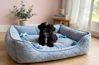 Zed *imperial*, a male Shih Tzu for sale in New Braunfels, TX – 1 of 3