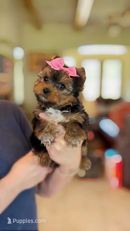 GiGi *teacup* – Yorkshire Terrier puppy for sale in New Braunfels, TX