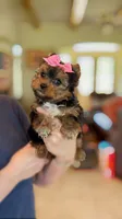 GiGi *teacup*, a female Yorkshire Terrier for sale in New Braunfels, TX – 3 of 4