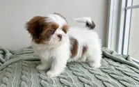 Oliver ❤️830-660-4641, a male Shih Tzu for sale in New Braunfels, TX – 3 of 3