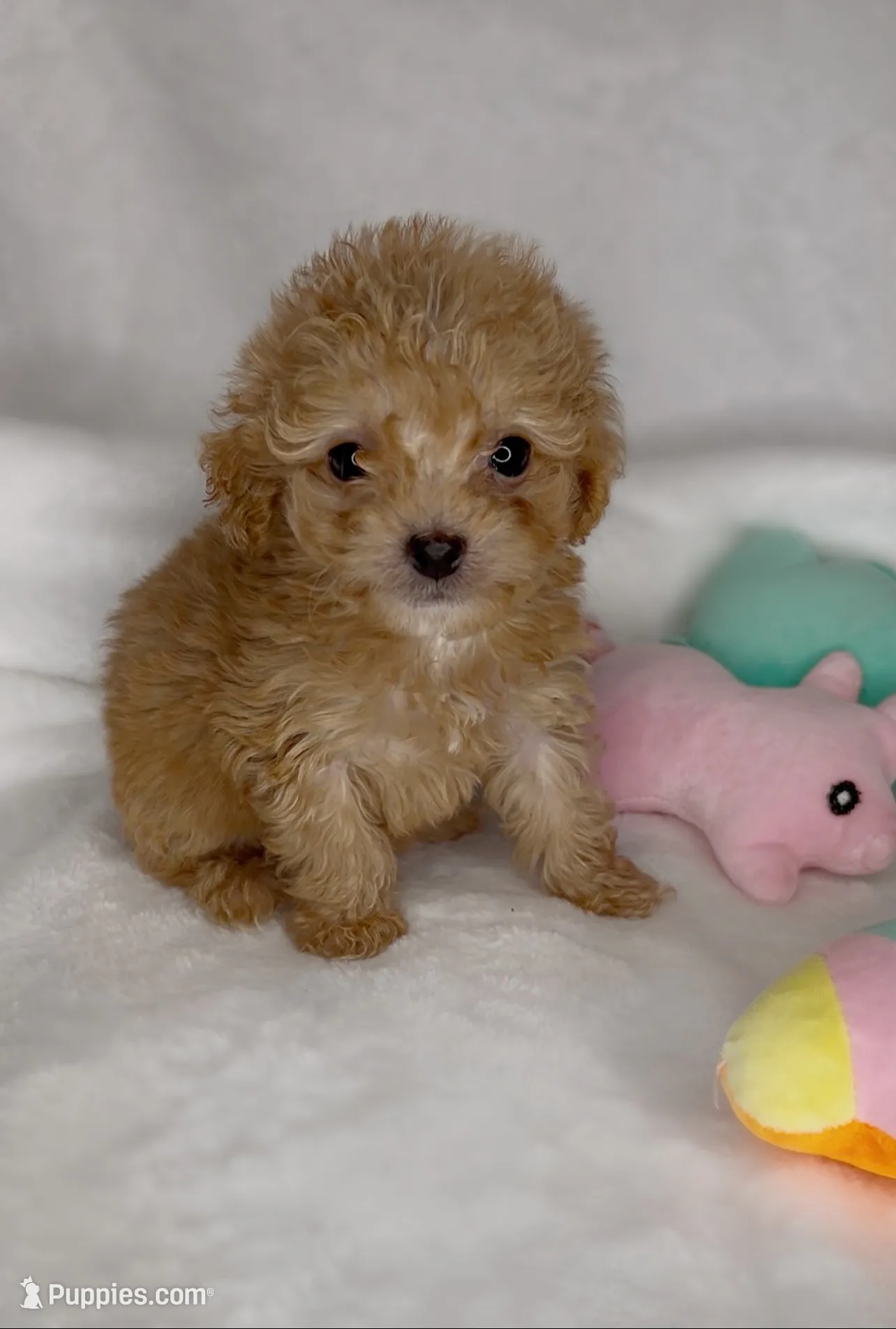 Jett *TOY*, a male Poodle - Toy  for sale in New Braunfels, TX – 2 of 3