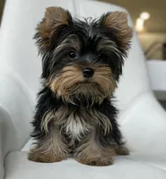 MINI💙830-660-4641, a male Yorkshire Terrier for sale in New Braunfels, TX – 1 of 2
