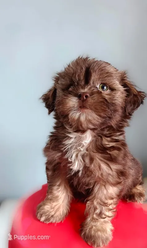Bandit, a male Shih Tzu for sale in New Braunfels, TX – 1 of 1