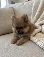Taz🐾830-660-4641, a male Pomeranian for sale in New Braunfels, TX – 2 of 3
