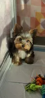 Prince💙830-660-4641⭐️MINI, a male Yorkshire Terrier for sale in New Braunfels, TX – 5 of 5