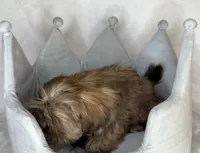 Kizer , a male Shih Tzu for sale in New Braunfels, TX – 2 of 5