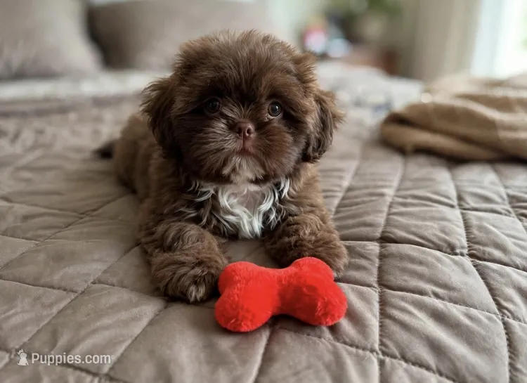 Xander💙830-660-4641 – Shih Tzu puppy for sale in New Braunfels, TX