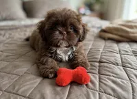Xander💙830-660-4641, a male Shih Tzu for sale in New Braunfels, TX – 1 of 2