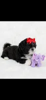Jazzy- imperial , a female Shih Tzu for sale in New Braunfels, TX – 2 of 3