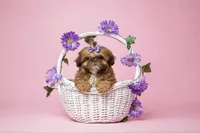 💕TINY IMPERIAL💕830-660-4641, a female Shih Tzu for sale in New Braunfels, TX – 3 of 5