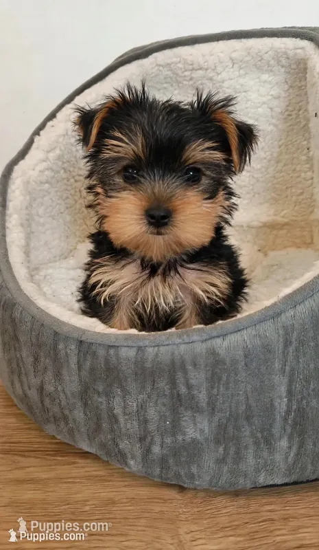 Bentley💙830-660-4641 – Yorkshire Terrier puppy for sale in New Braunfels, TX