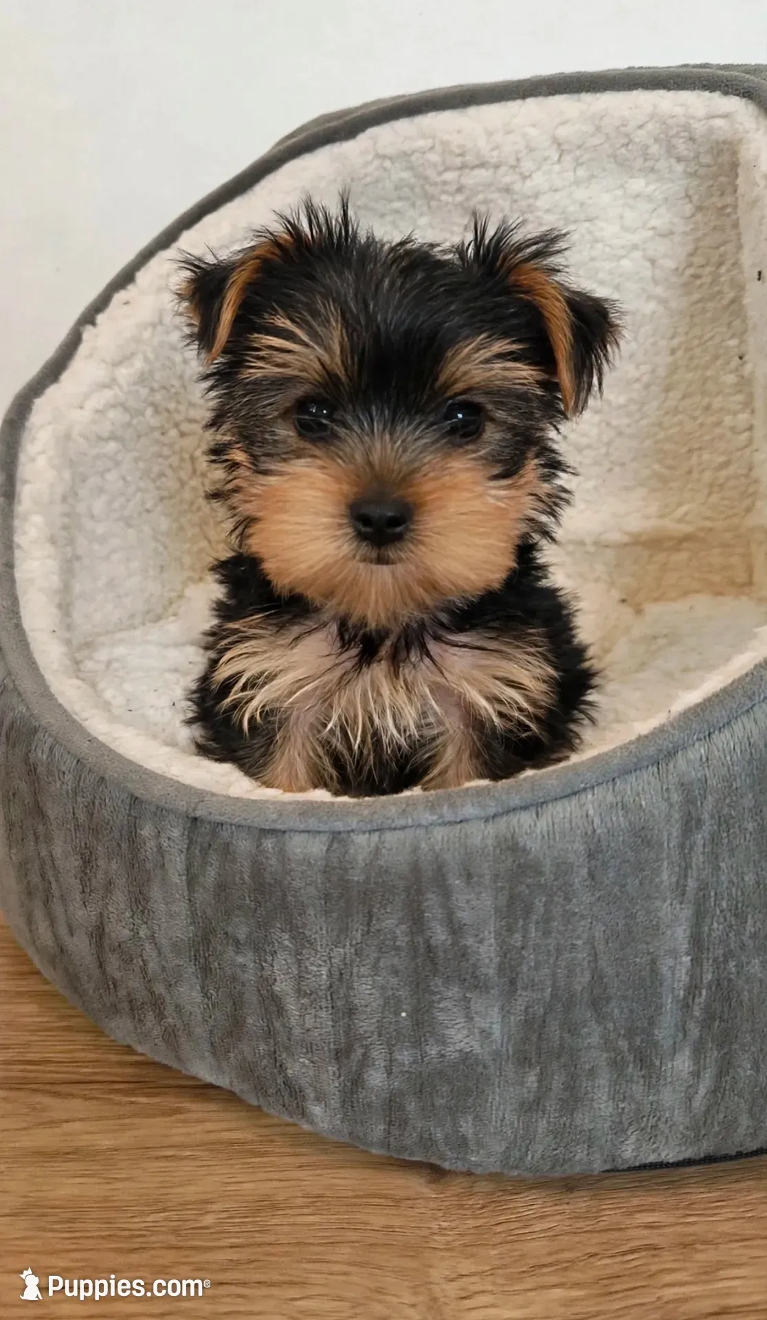 Bentley💙830-660-4641, a male Yorkshire Terrier for sale in New Braunfels, TX – 1 of 3