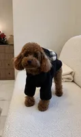 Monty🔥TOY🔥830-660-4641, a male Poodle - Toy  for sale in New Braunfels, TX – 2 of 3