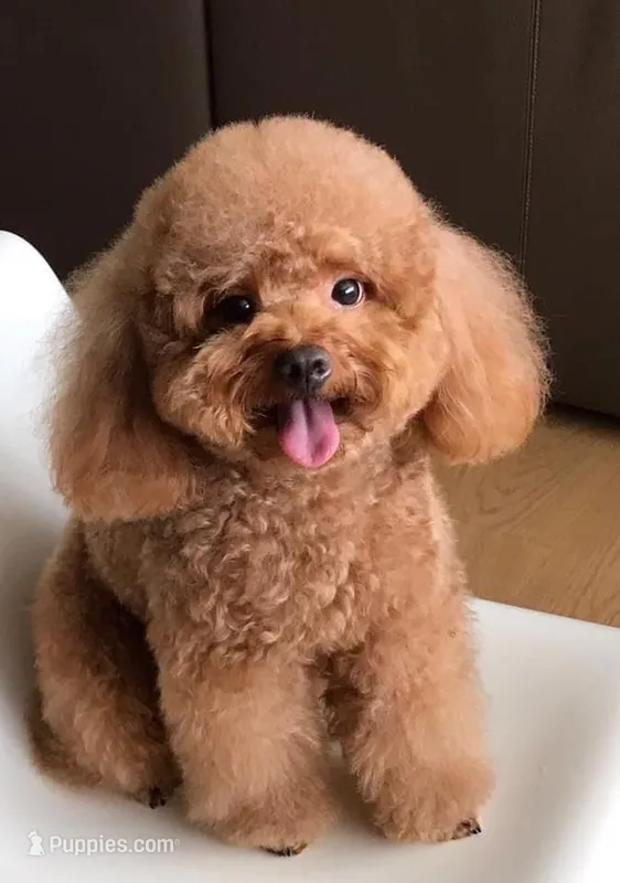 Lucy toy  – Poodle - Toy  puppy for sale in New Braunfels, TX