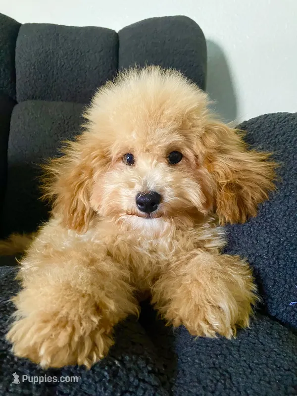 Lucy toy  – Poodle - Toy  puppy for sale in New Braunfels, TX