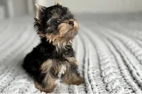 Scout💙830-660-4641, a male Yorkshire Terrier for sale in New Braunfels, TX – 4 of 9
