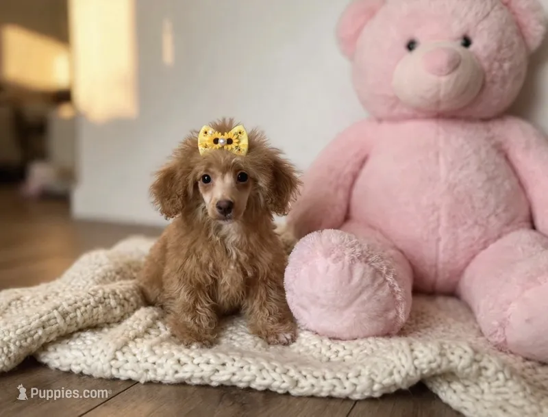 Mazie *Toy* – Poodle - Toy  puppy for sale in New Braunfels, TX