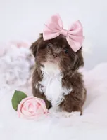 Sassy💕830-660-4641, a female Shih Tzu for sale in New Braunfels, TX – 3 of 4