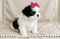 Dolly, a female Shih Tzu for sale in New Braunfels, TX – 4 of 4
