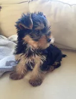 Bentley❤️830-660-4641, a male Yorkshire Terrier for sale in New Braunfels, TX – 2 of 3