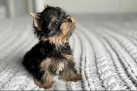 Scout💙830-660-4641, a male Yorkshire Terrier for sale in New Braunfels, TX – 7 of 9