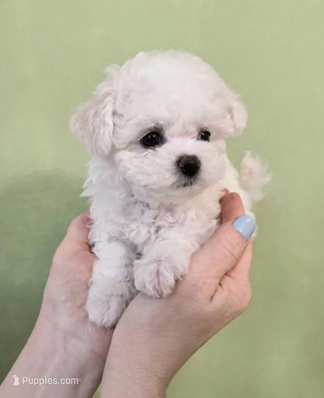 Mac💙830-660-4641 – Maltipoo puppy for sale in New Braunfels, TX