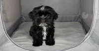 Kizer, a male Shih Tzu for sale in New Braunfels, TX – 3 of 4