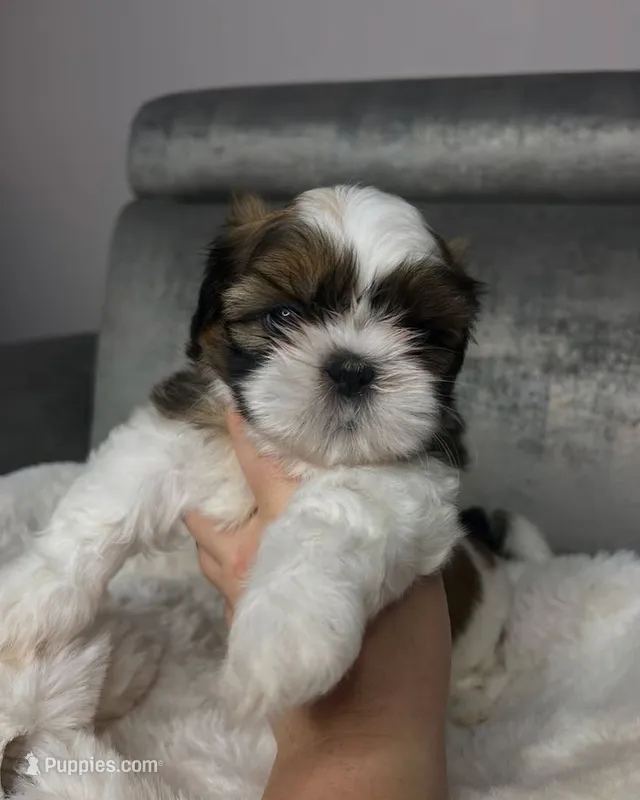 Bentley  – Shih Tzu puppy for sale in New Braunfels, TX