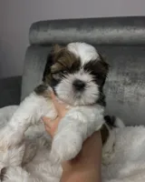 Bentley , a male Shih Tzu for sale in New Braunfels, TX – 1 of 1