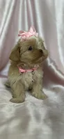 Rhea , a female Shih Tzu for sale in New Braunfels, TX – 2 of 3