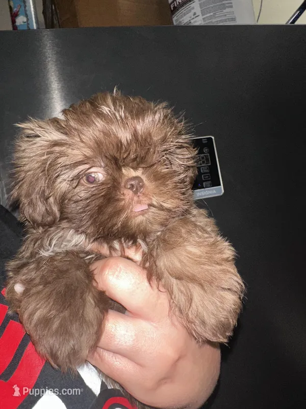 Brodie  – Shih Tzu puppy for sale in New Braunfels, TX