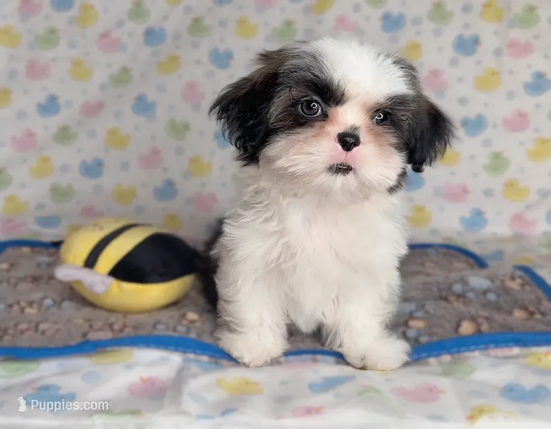 Snoopy IMPERIAL – Shih Tzu puppy for sale in New Braunfels, TX